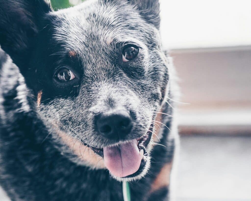 The Australian Cattle dog, Bluey reclaims the title of golden oldie after previous title holder Bobi, a Rafeiro do Alentejo, forfeits it due to lack of proof of his age. 