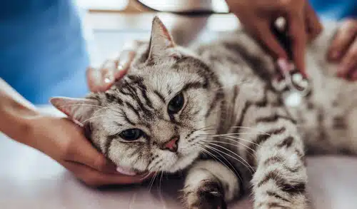 A cat is treated by the vet for a UTI and pet insurance reimbursement will be paid to the pet owner after the vet bill is submitted as a claim
