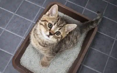train a kitten to use a litter tray like this brown one. Litter is among what you should buy before adopting a cat in Australia