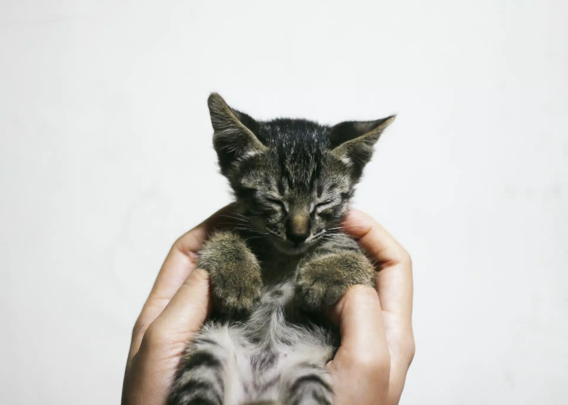 This adorable but unwell kitten has been experiencing symptoms of kitten diarrhea.