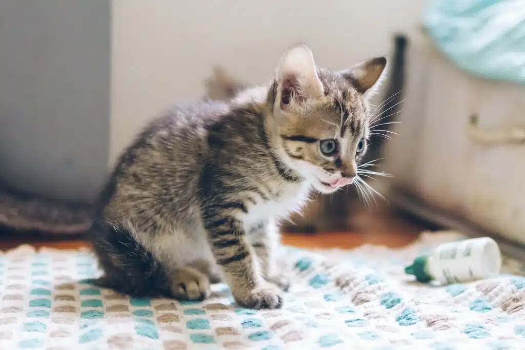 This healthy kitten is about to tuck into a bowl of yummy cat cuisine.
