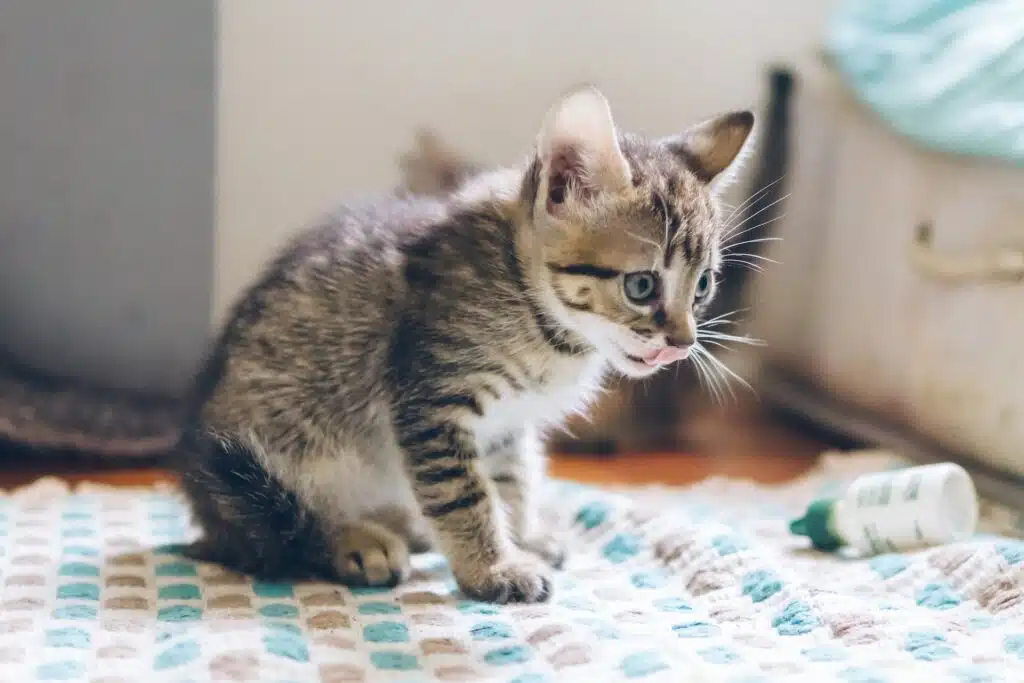 Kitten Diarrhoea How Did This Happen & What Should I Do? PD Insurance