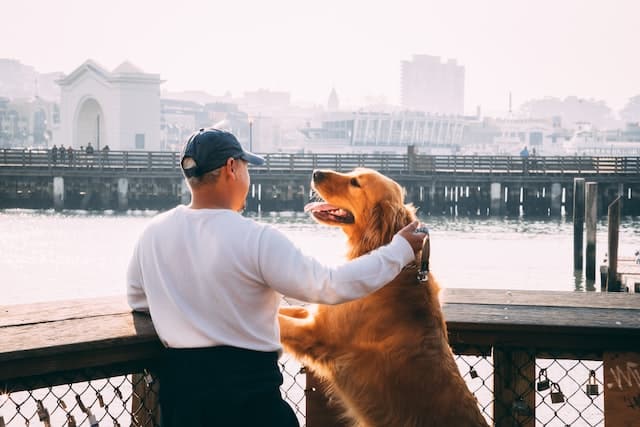 man pats his dog and looks out over the harbour wondering 'when did pet insurance start'