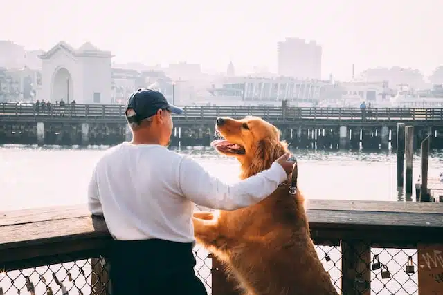 man pats his dog and looks out over the harbour wondering 'when did pet insurance start'