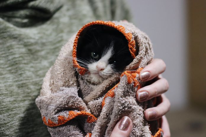 Owner swaddles kitten in blanket after bringing it home from the vet and feels grateful she can claim the costs back from her pet insurance policy.
