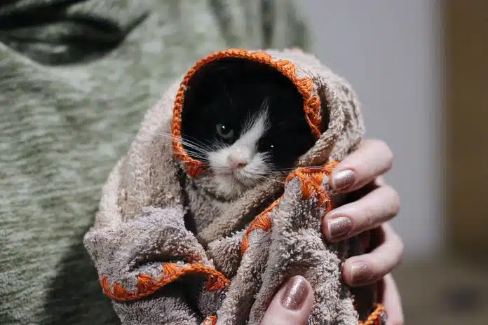 Owner swaddles kitten in blanket after bringing it home from the vet and feels grateful she can claim the costs back from her pet insurance policy.