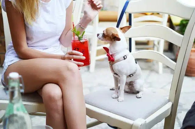 woman takes her little pooch out without worrying about accidents thanks to animal pet insurance
