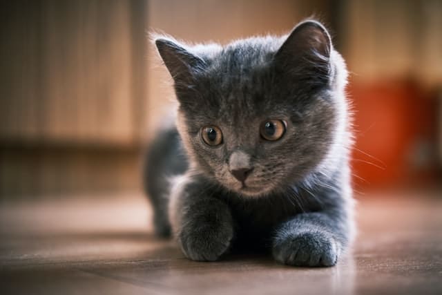 Little cat playfully sits and looks at something it wants to practice hunting on