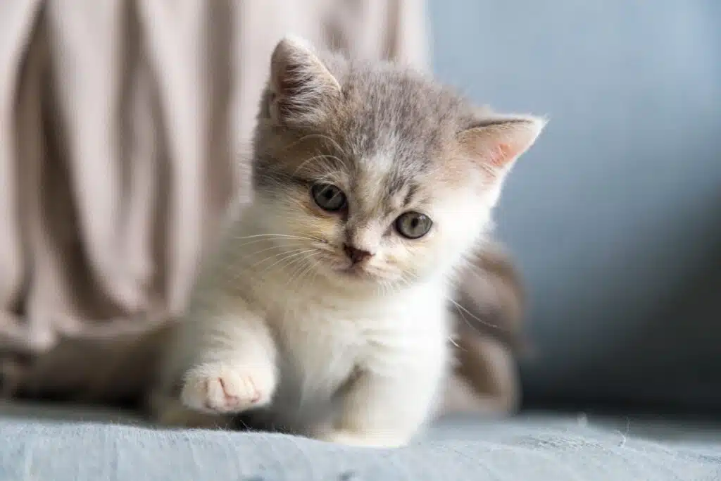 This healthy kitten is happy because it doesn't have to worry about kitten diarrhea because of eating the correct kitten food.