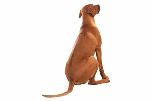 ridgeback on white background, isolated on white