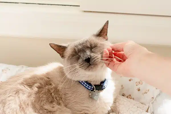 A siamese cat with thyroid disease is petting a person's hand.
