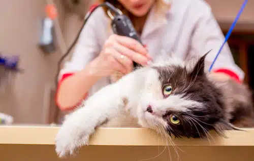 Beautiful cat being shaved by a cat groomer for a knot in cat's fur