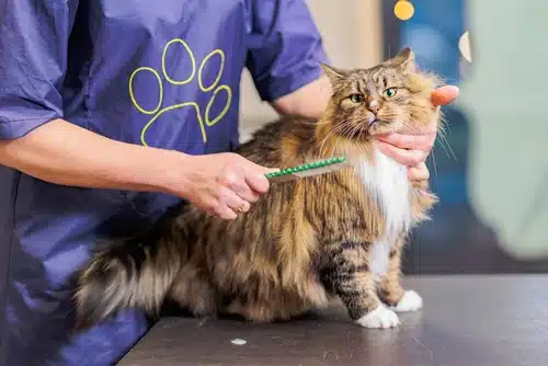 Professional cat groomer. There may be a knot in this cat's fur