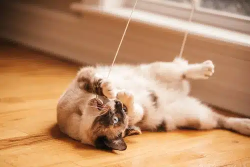 a bobtailed cat playing before going to the cat groomer