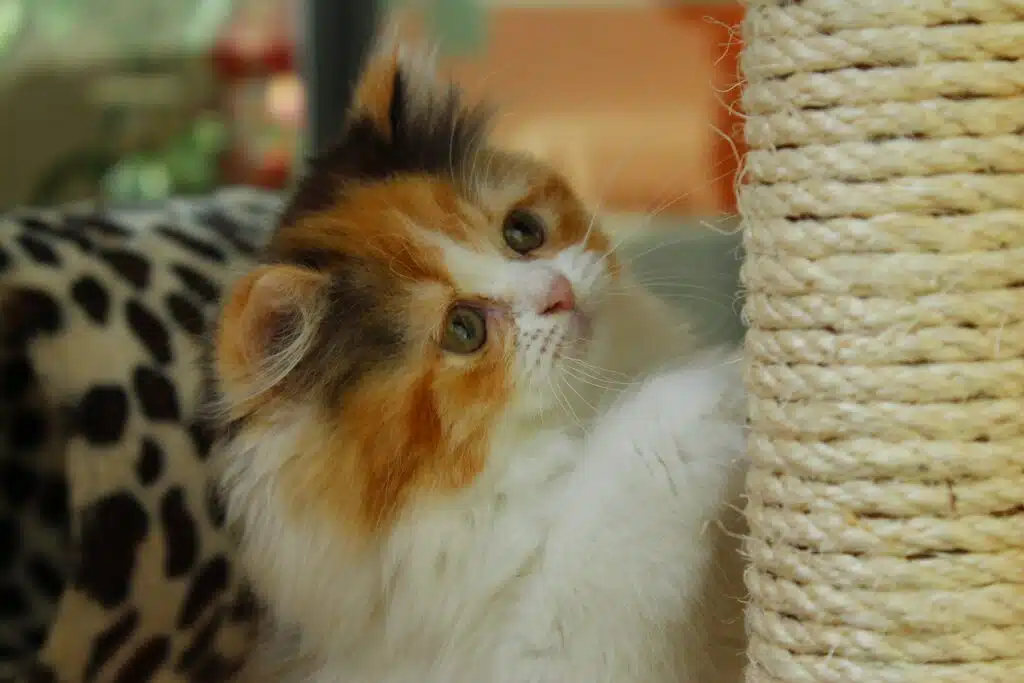 A kitten in a well pet proofed home has a scratch post to play with and sharpen its claws (keeping it from scratching furniture instead)