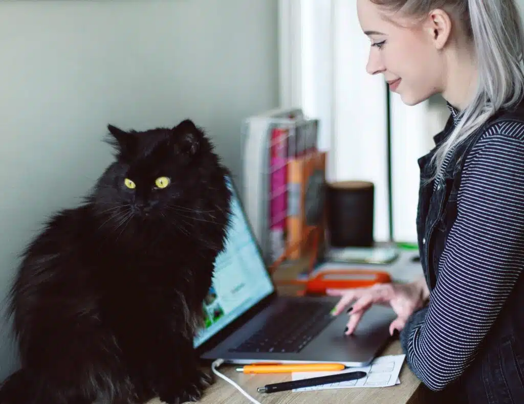 Woman sits at her laptop googling 'is pet insurance right for my pet cat' while her black Maine Coon cat sits alongside her gazing at something it's fascinated by