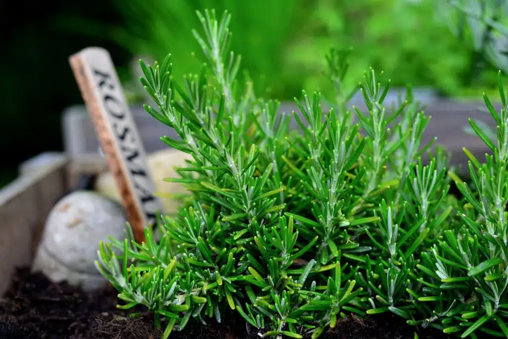 Tips on how to kitten proof your home include planting rosemary, lavender and lemon balm in no-go zones as these are natural plants that act as cat deterrents.