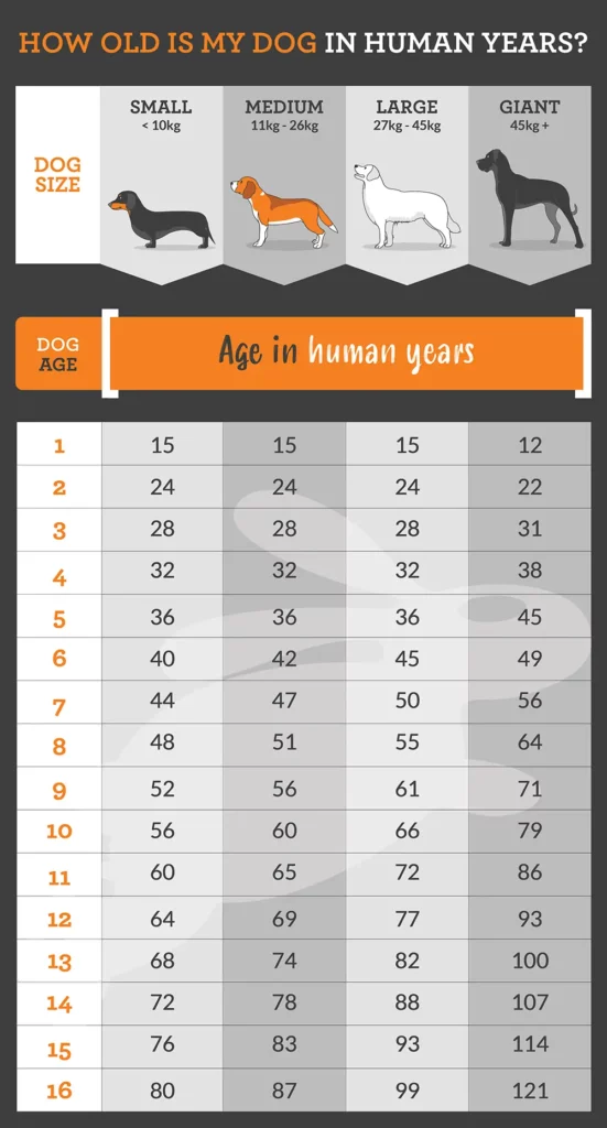 PD Pet Insurance Dog Age in Human Years Calculator