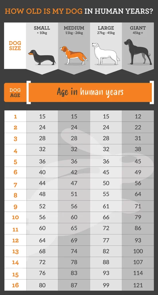 The Dog Age Calculator You Need to Know - PD Insurance