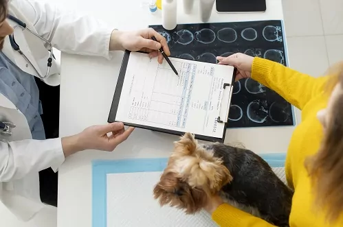 A puppy sitting on his owner’s lap. Perhaps the owner is discussing the puppies' worming schedule with a vet. Dog deworming is super important
