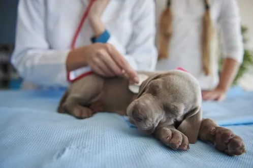 It’s important to stay up to date with your puppies’ worming schedule. This adorable brown puppy is asleep at the vet’s office after his appointment.
