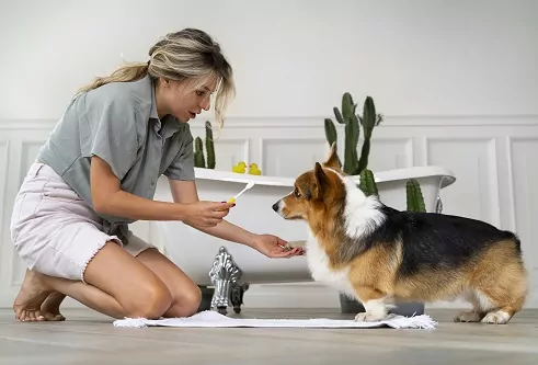 A dog owner kneeling in front of her puppy. She is staying up to date with her puppies’ worming schedule at home. Dog deworming is super important

