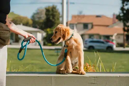 A beautiful Labrador in a park on a leash.