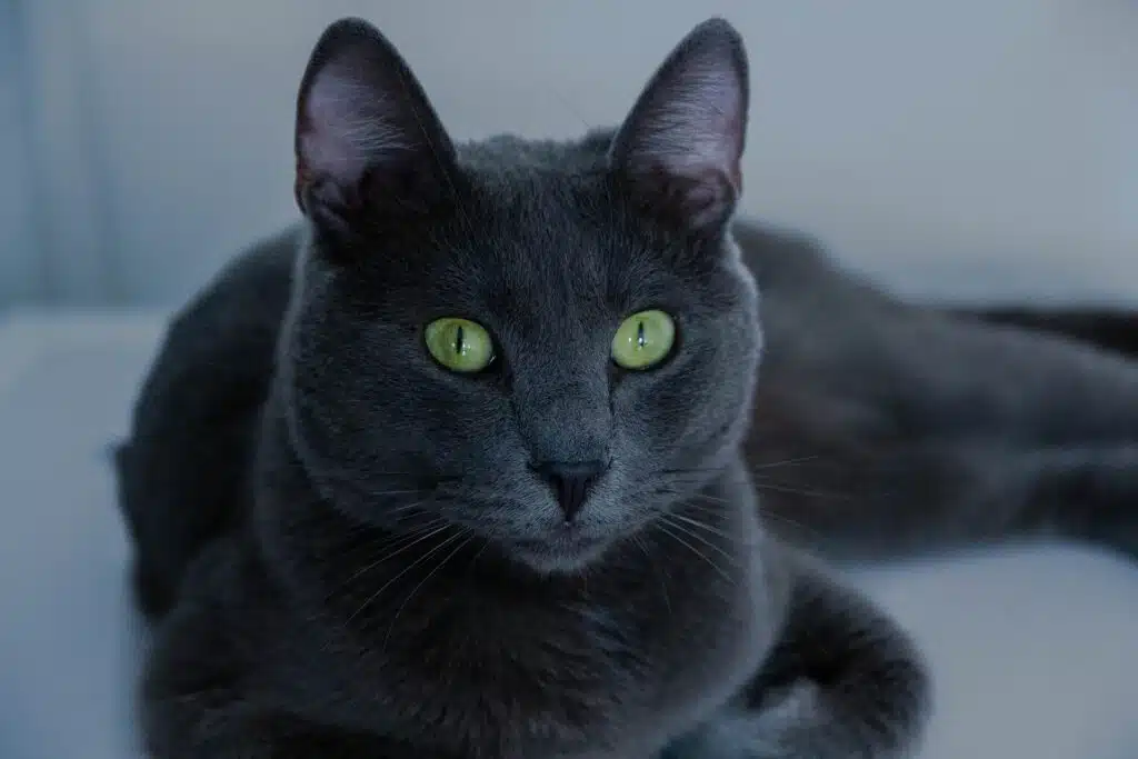 The origins of this Russian Blue cat are somewhat shrouded in mystery. 