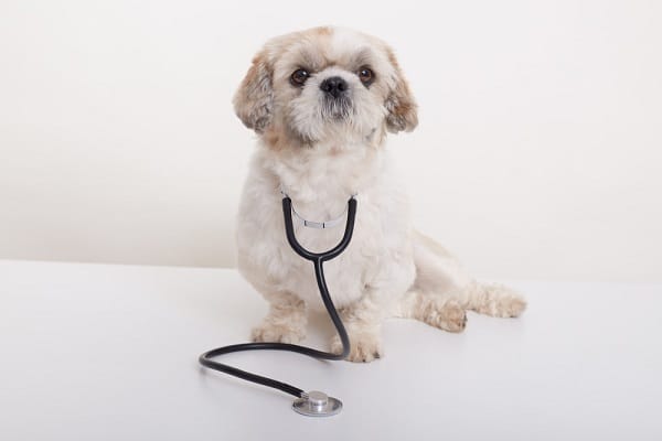 A small white dog with a stethoscope, perhaps thinking about an insurance comparison