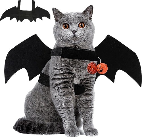 A cat in a bat costume for Halloween