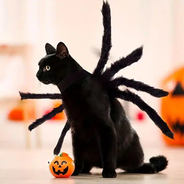A black kitten in a spider outfit