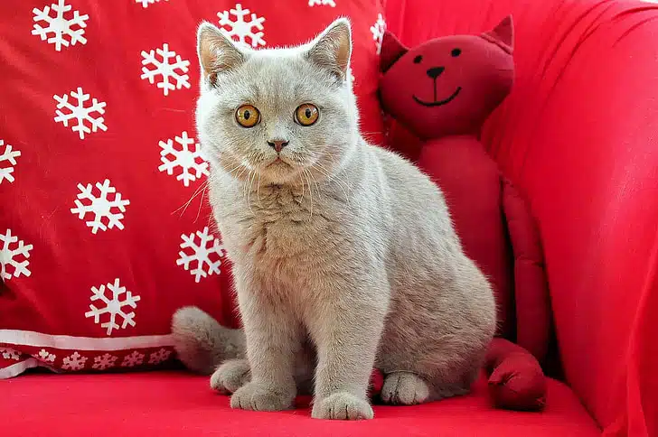 A British Shorthair kitten sits on a red sofa to have its portrait taken