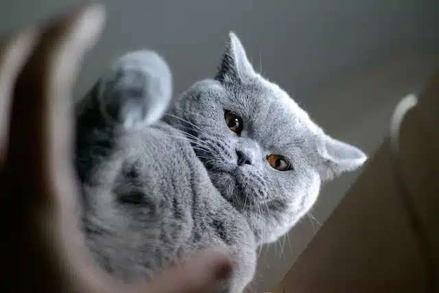 A British Shorthair cat gazes down lovingly into the lens of its pet parent's camera
