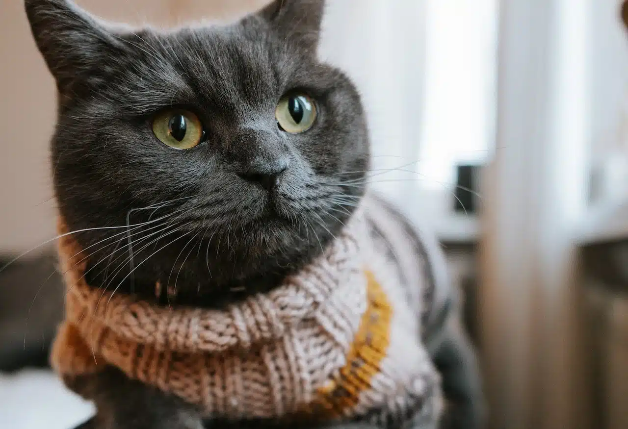 A British Shorthair cat snuggles on the couch wearing a cat jersey