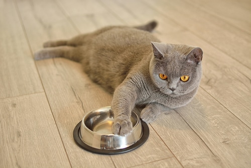 a cat sits expectantly with its paw on its dinner bowl