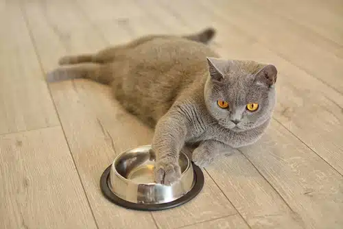 a cat sits expectantly with its paw on its dinner bowl