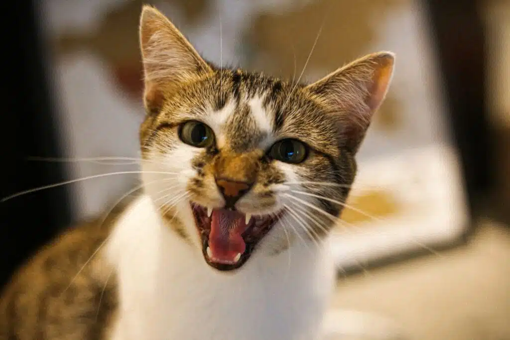 It's unsettling to see felines attack you while you're sleeping but remember it's metaphorical.