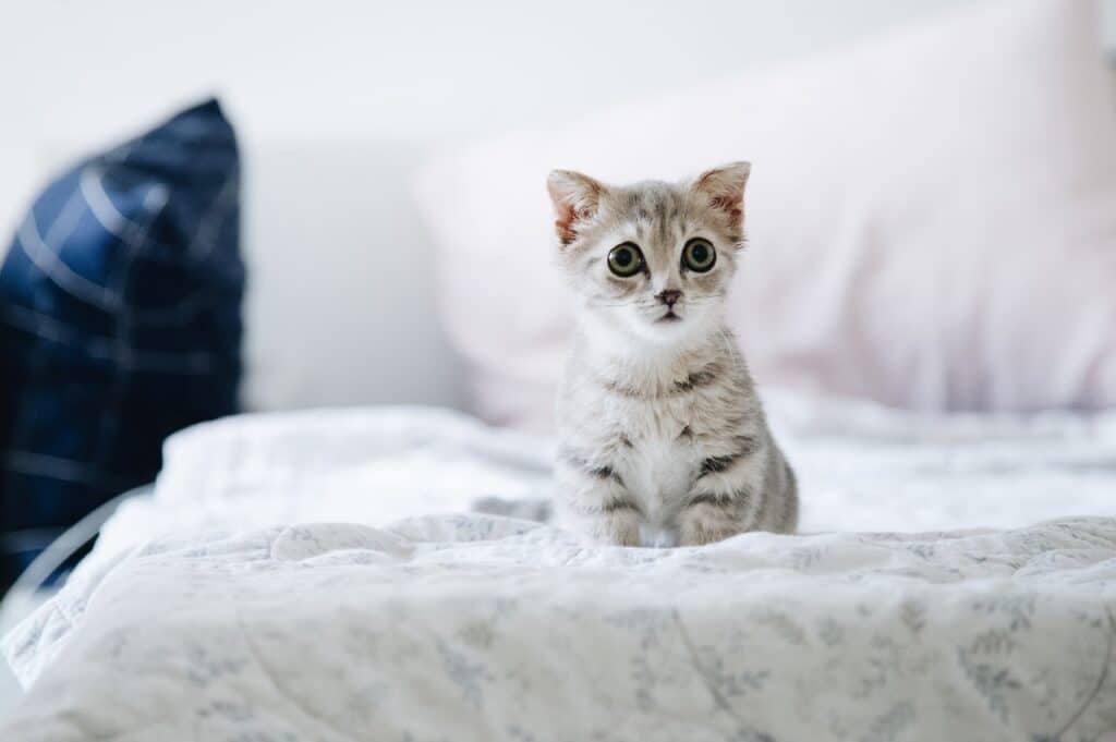 Dreaming of a cute kitten like this one could hint at a newfound sense of responsibility.