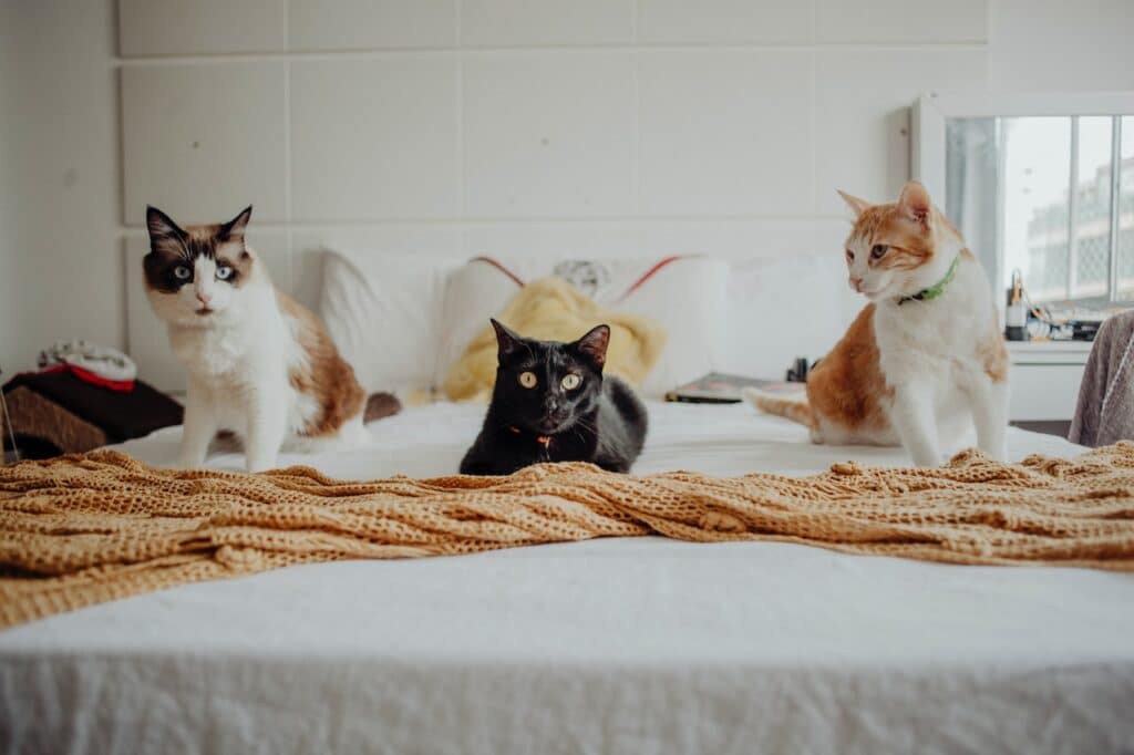 You might dream of multiple felines, like these ones resting on the bed, when you're overwhelmed by your waking responsibilities. 