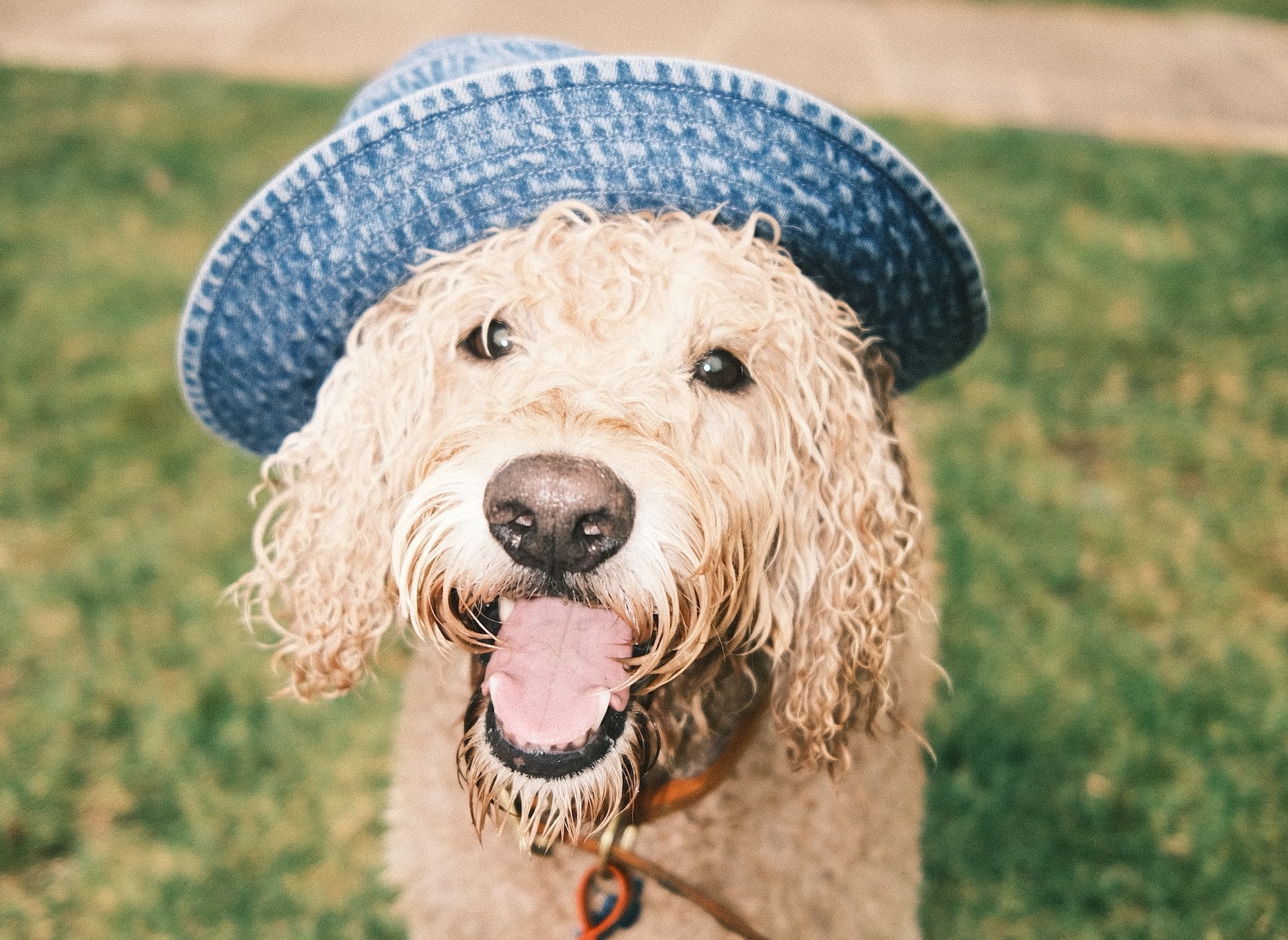 A groodle dog wears a hat