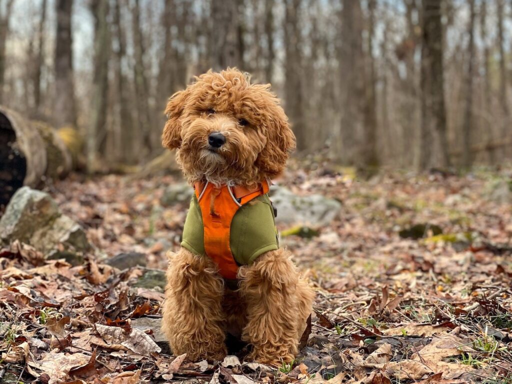 A shaggy haired dog sits in a wooded park filled with fallen autumn leaves