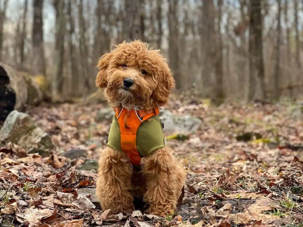 A shaggy haired dog sits in a wooded park filled with fallen autumn leaves