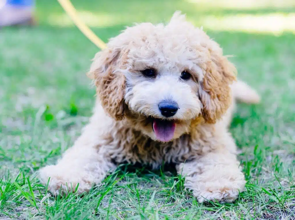 A furry hybrid dog breed sits on a patch of grass