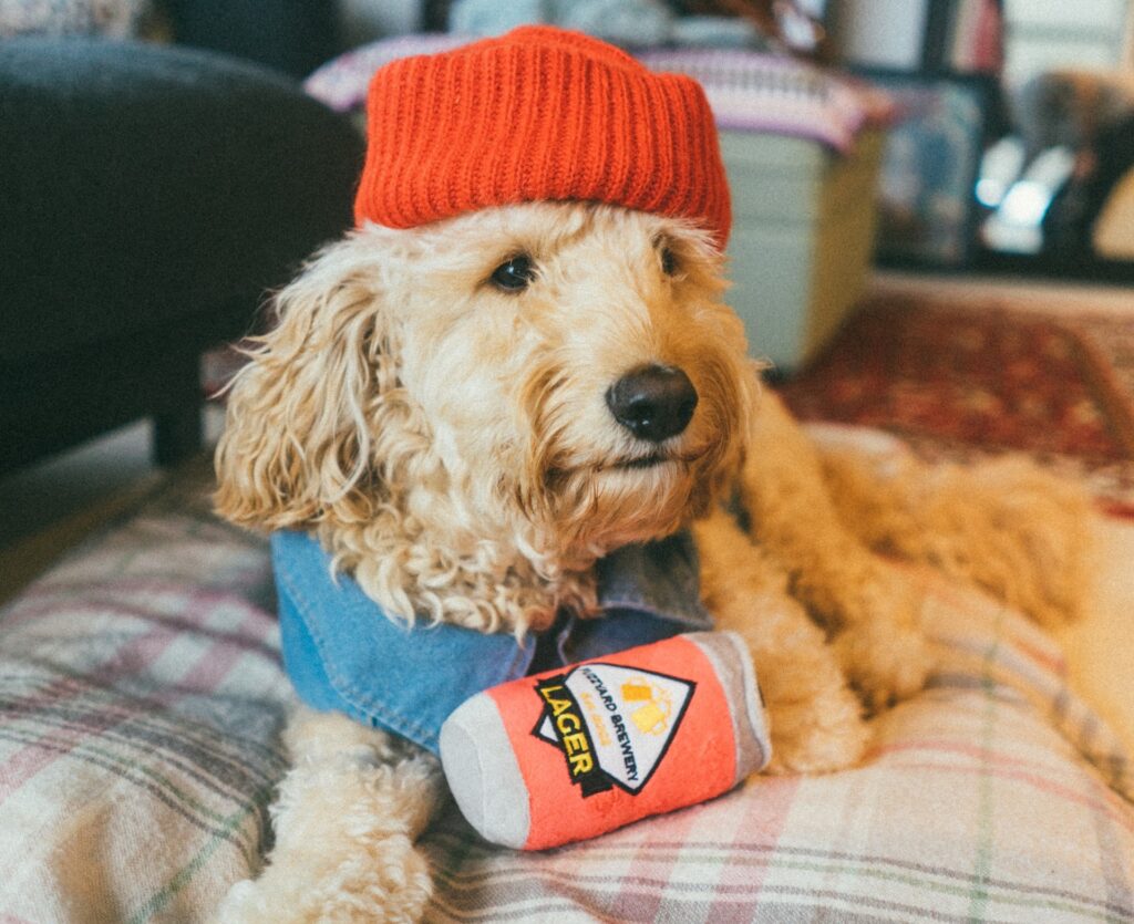 a Goldendoodle dog wears a red beanie and a blue doggy jacket