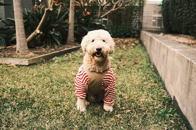 a cute Goldendoodle dog sits in a stripy sweater