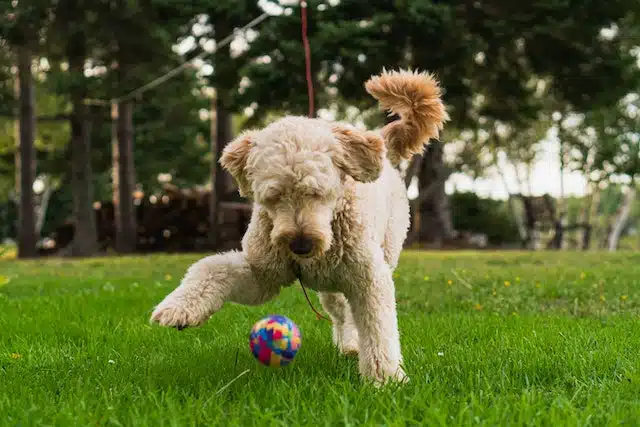 Like most Groodle puppies, this one has high energy levels which its using to exercise its ball skills