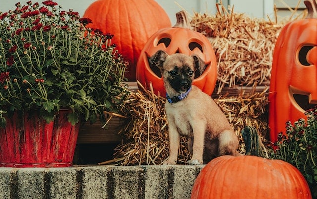A puppy poses for a photograph with hays bales and carved jack-o-lanterns