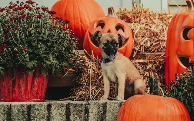 A puppy poses for a photograph with hays bales and carved jack-o-lanterns 