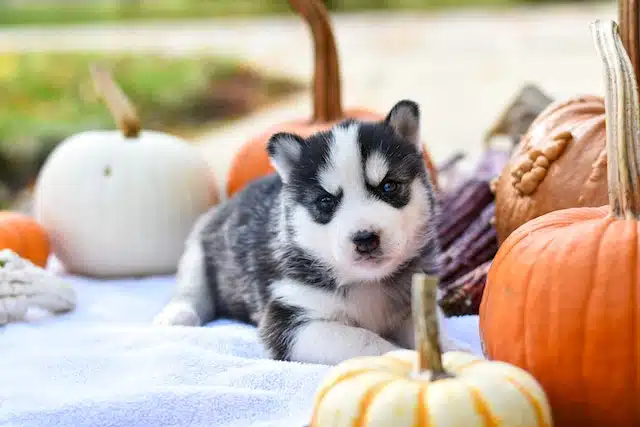 a puppy sits alongside Halloween pumpkins