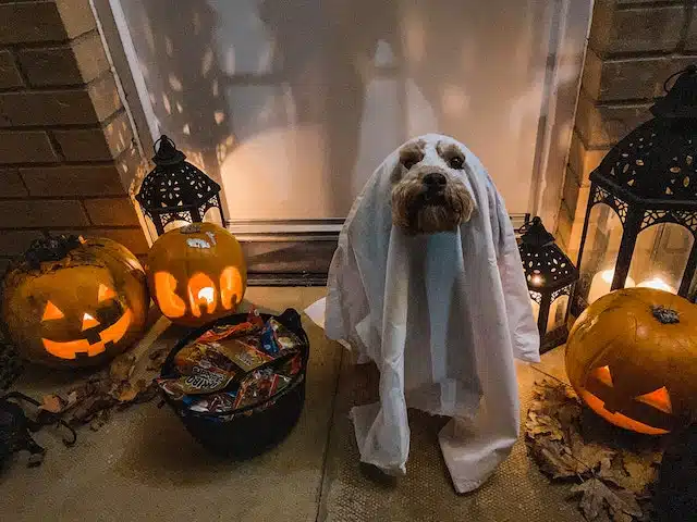 a dog in a Halloween costume